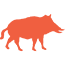 wild boar